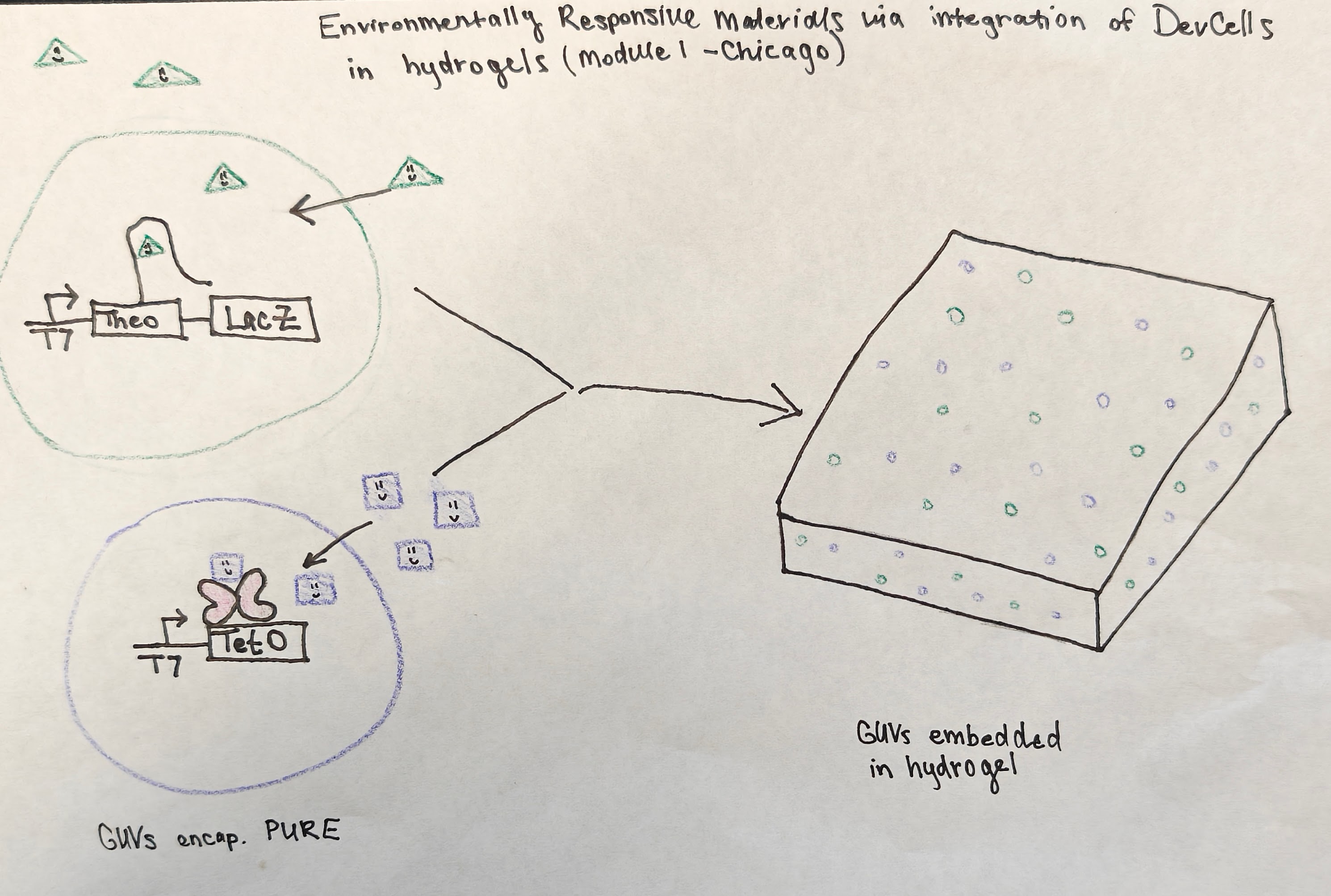 Schematic showing the encapsulation of the Theophylline Riboswitch sensor and the Tetracycline sensor inside a membrane and then embedded inside a hydrogel.